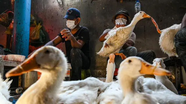 Avian Influenza pada Unggas: Dampak Penyakit pada Hewan dan Upaya Pengendalian untuk Kesehatan Publik